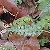 Pedicularis canadensis, flowers