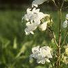 Penstemon digitalis, habit