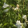 Penstemon digitalis, habit