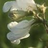 Penstemon digitalis, flowers