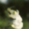 Penstemon digitalis, flowers