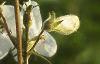 Penstemon digitalis, flowers