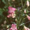Penstemon barbatus 'Elfin Pink', habit
