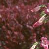 Penstemon barbatus 'Elfin Pink', habit
