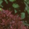 Penstemon barbatus 'Elfin Pink', habit