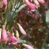 Penstemon barbatus 'Elfin Pink', habit