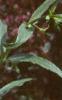 Penstemon barbatus 'Elfin Pink', habit