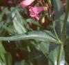 Penstemon barbatus 'Elfin Pink', habit