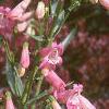 Penstemon barbatus 'Elfin Pink', habit