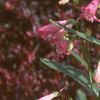 Penstemon barbatus 'Elfin Pink', habit