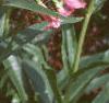 Penstemon barbatus 'Elfin Pink', habit