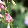 Penstemon barbatus 'Elfin Pink', flowers