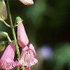 Penstemon barbatus 'Elfin Pink', flowers