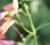 Penstemon barbatus 'Elfin Pink', flowers