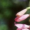 Penstemon barbatus 'Elfin Pink', flowers