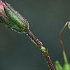 Penstemon 'Lilliput Rose', flowers