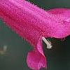 Penstemon 'Lilliput Rose', flowers