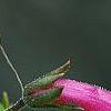 Penstemon 'Lilliput Rose', flowers