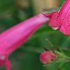 Penstemon 'Lilliput Rose', flowers