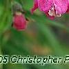 Penstemon 'Lilliput Rose', flowers