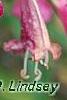 Penstemon 'Lilliput Rose', flowers