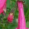 Penstemon 'Lilliput Rose', flowers