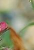 Penstemon 'Lilliput Rose', flowers