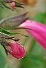 Penstemon 'Lilliput Rose', flowers