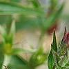 Penstemon 'Lilliput Rose', flowers