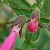 Penstemon 'Lilliput Rose', flowers