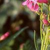 Penstemon barbatus var. praecox forma nanus 'Rondo', flowers