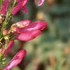 Penstemon barbatus var. praecox forma nanus 'Rondo', flowers