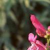Penstemon barbatus var. praecox forma nanus 'Rondo', flowers