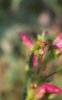 Penstemon barbatus var. praecox forma nanus 'Rondo', flowers