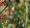 Penstemon barbatus var. praecox forma nanus 'Rondo', flowers