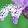 Penstemon smallii, flowers