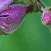 Penstemon smallii, flowers