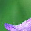 Penstemon smallii, flowers