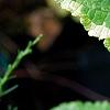 Scrophularia auriculata 'Variegata', leaves