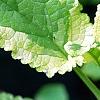Scrophularia auriculata 'Variegata', leaves
