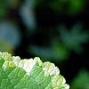 Scrophularia auriculata 'Variegata', leaves