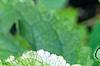 Scrophularia auriculata 'Variegata', leaves