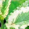 Scrophularia auriculata 'Variegata', leaves