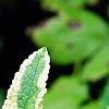 Scrophularia auriculata 'Variegata', leaves