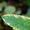 Scrophularia auriculata 'Variegata', leaves