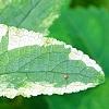 Scrophularia auriculata 'Variegata', leaves