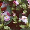 Torenia fournieri 'Duchess Mix', flowers