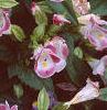 Torenia fournieri 'Duchess Mix', flowers