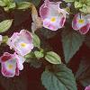 Torenia fournieri 'Duchess Mix', flowers