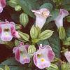 Torenia fournieri 'Duchess Mix', flowers